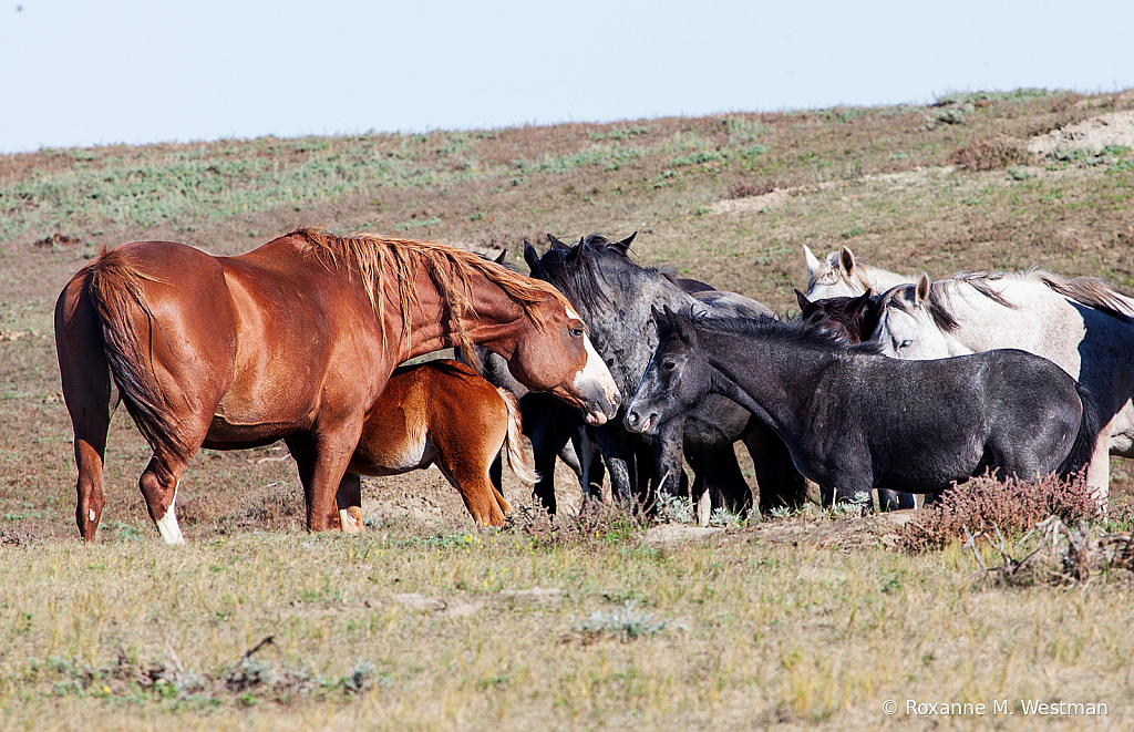 Wild Horses 16 2019 - ID: 15764499 © Roxanne M. Westman