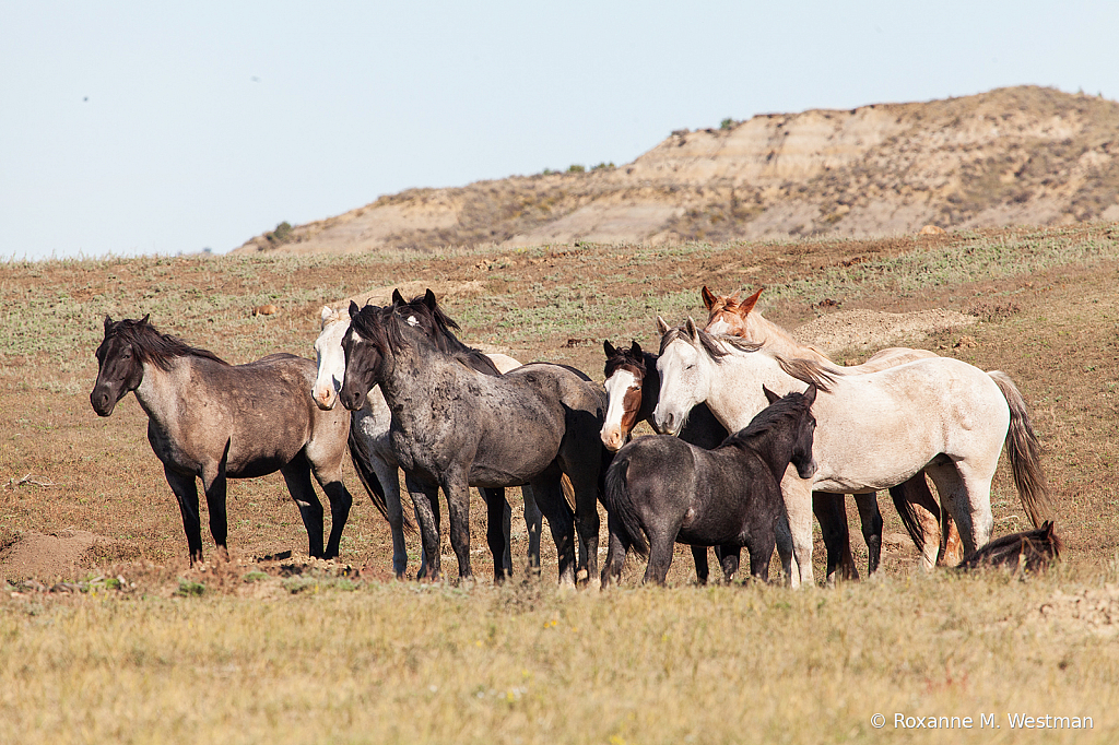 Wild horses 16 2019 - ID: 15764591 © Roxanne M. Westman