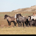 © Roxanne M. Westman PhotoID# 15764591: Wild horses 16 2019