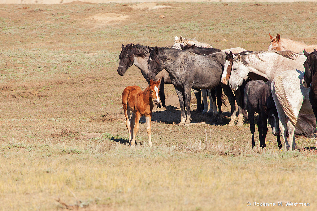 Wild Horses 17 2019 - ID: 15764592 © Roxanne M. Westman