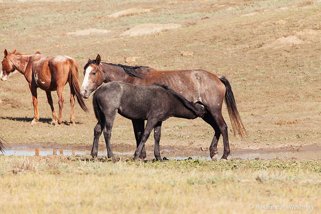 Wild Horses 18 2019 - ID: 15764593 © Roxanne M. Westman