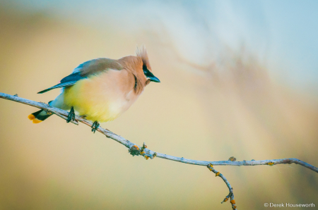 Cedar Waxwing