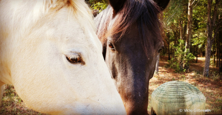 Pasture Mates