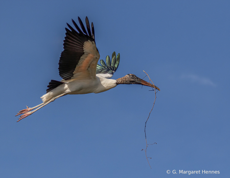 Wood Stork Nest building