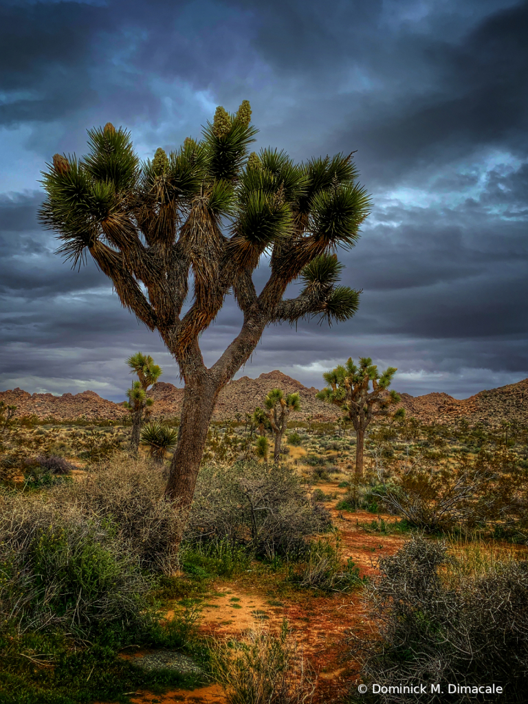 ~ ~ STORM OVER JOSHUA TREE NP ~ ~ 