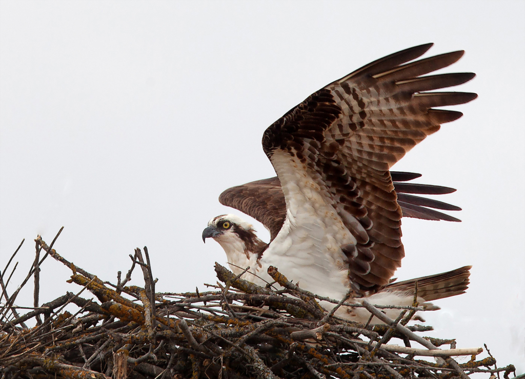 Osprey