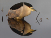 Black-crowned Nig...