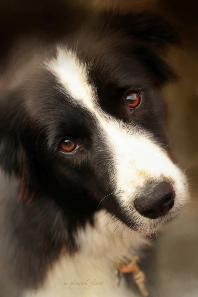 Border Collie