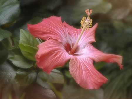 Hibiscus Beauty