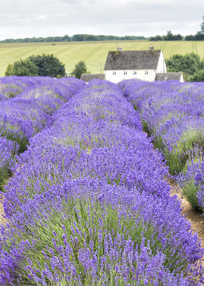 Lavender Fields, Gloucestershire