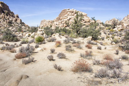 Joshua Tree, California