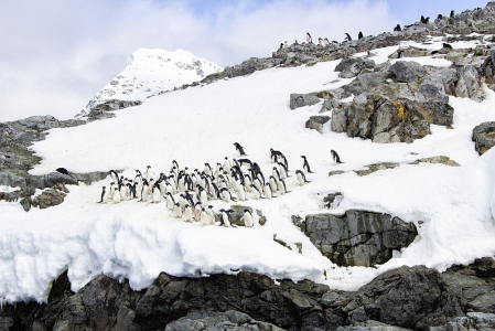 Adelie Penguins, Antarctica