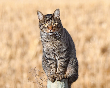The Cat On A Post