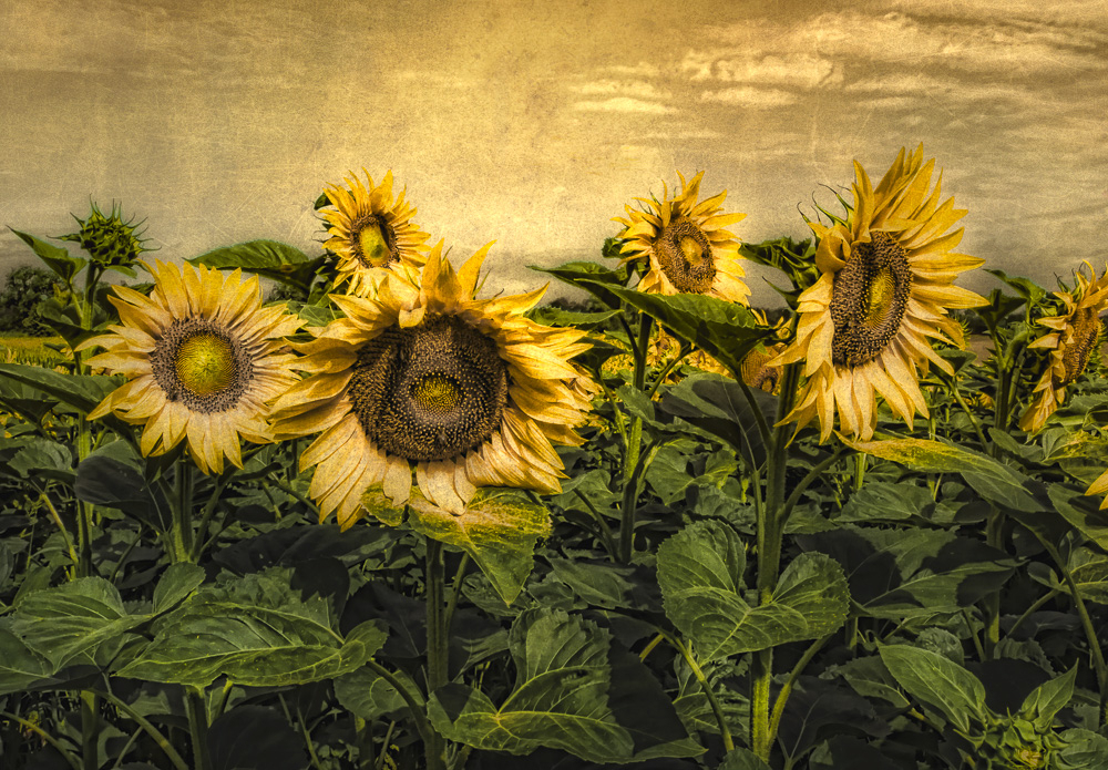 Sunflower Field