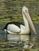 Pelican on Lake