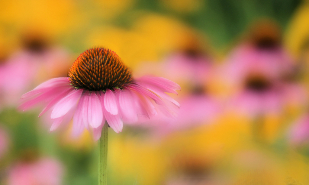 coneflowers