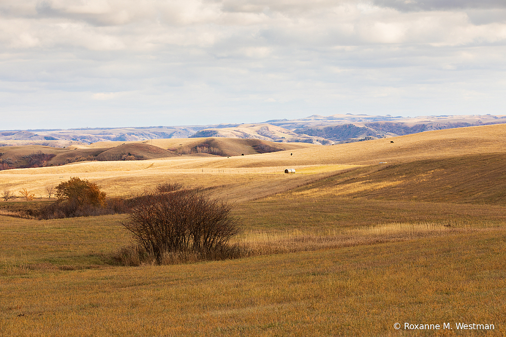 Contrast in landscape