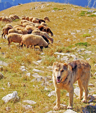 Supervising the flock.