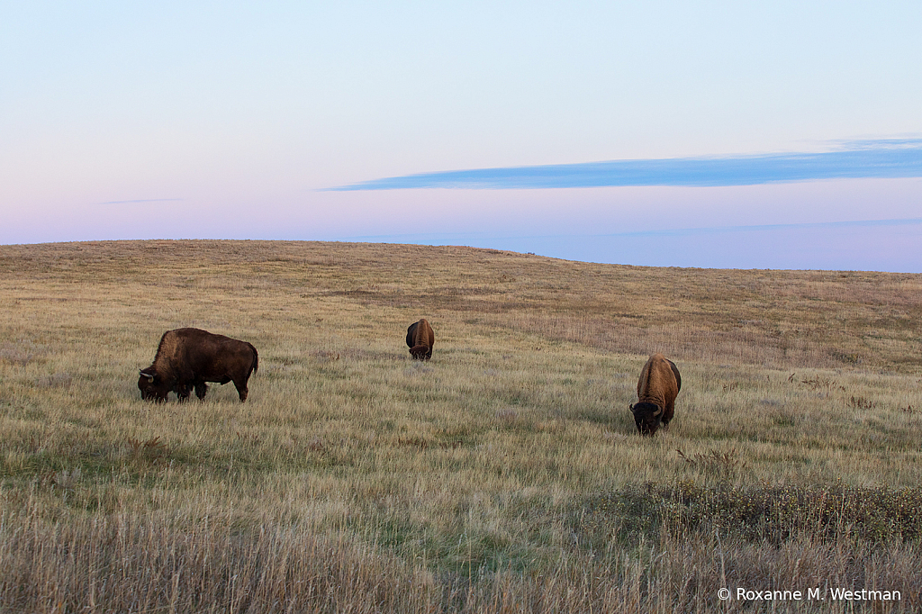 Bison on the prairie