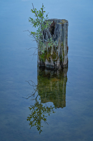 Stumped in Blue and Green