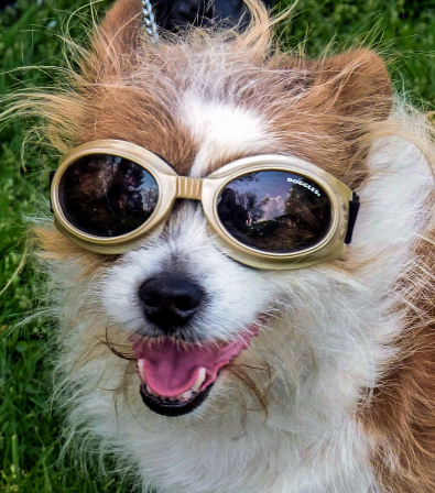 Hollywood Dog