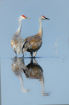 Sand Hill Cranes