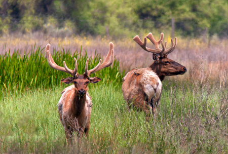 Tule Elk in Velvet