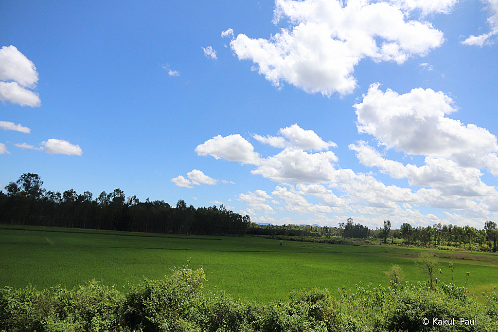 Blues and Greens!