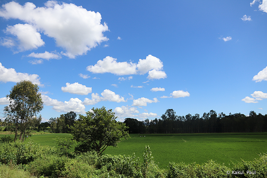 Blues & Greens!