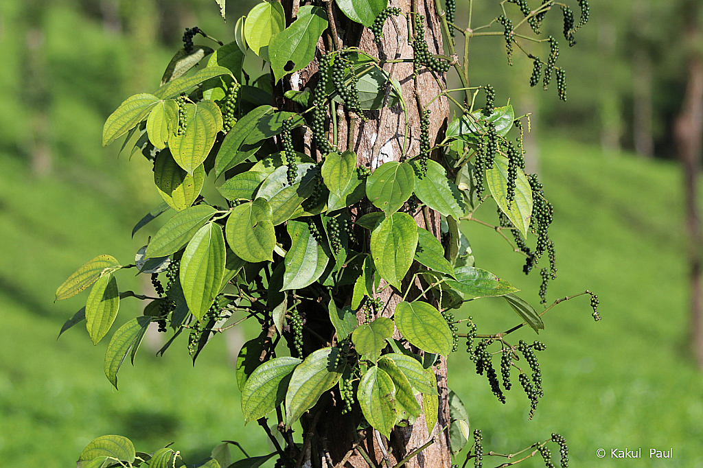 Pepper Pods