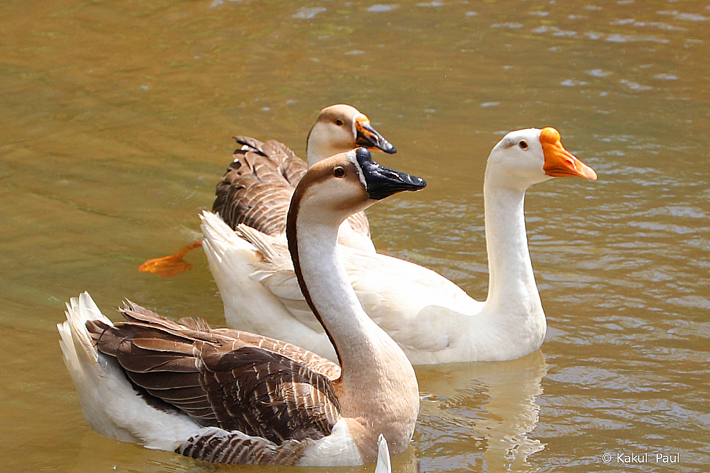 Three ducks swimming around!