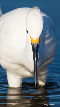 Snowy Egret  