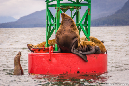 Steller Sea Lions