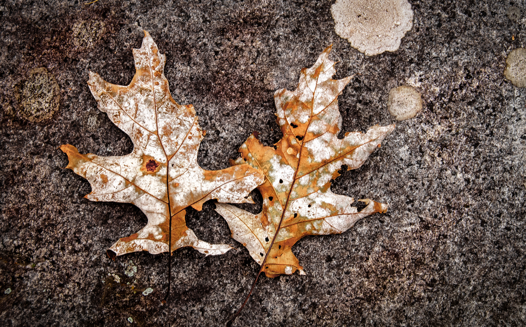 November Leaves