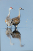 Sand Hill Cranes