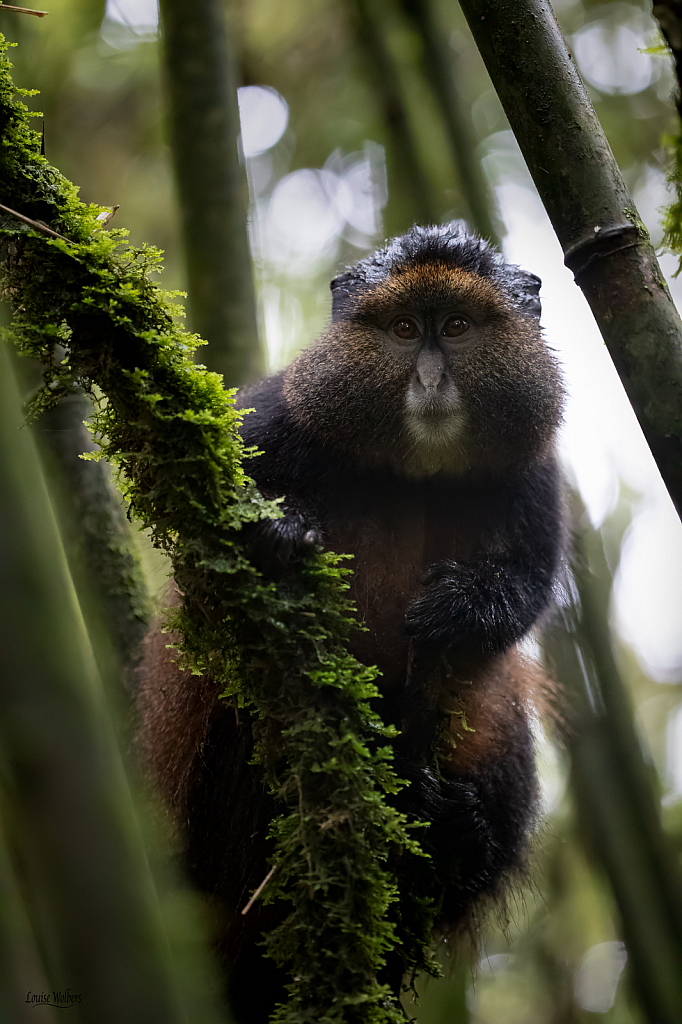 Golden Monkey - ID: 15766716 © Louise Wolbers