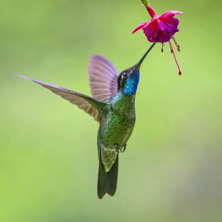 Hummingbird