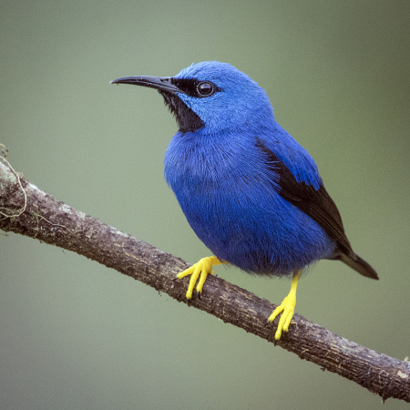 Honeycreeper