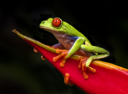 Red eye frog