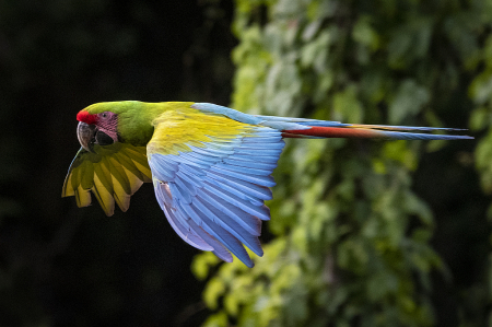 Great Green Macaw