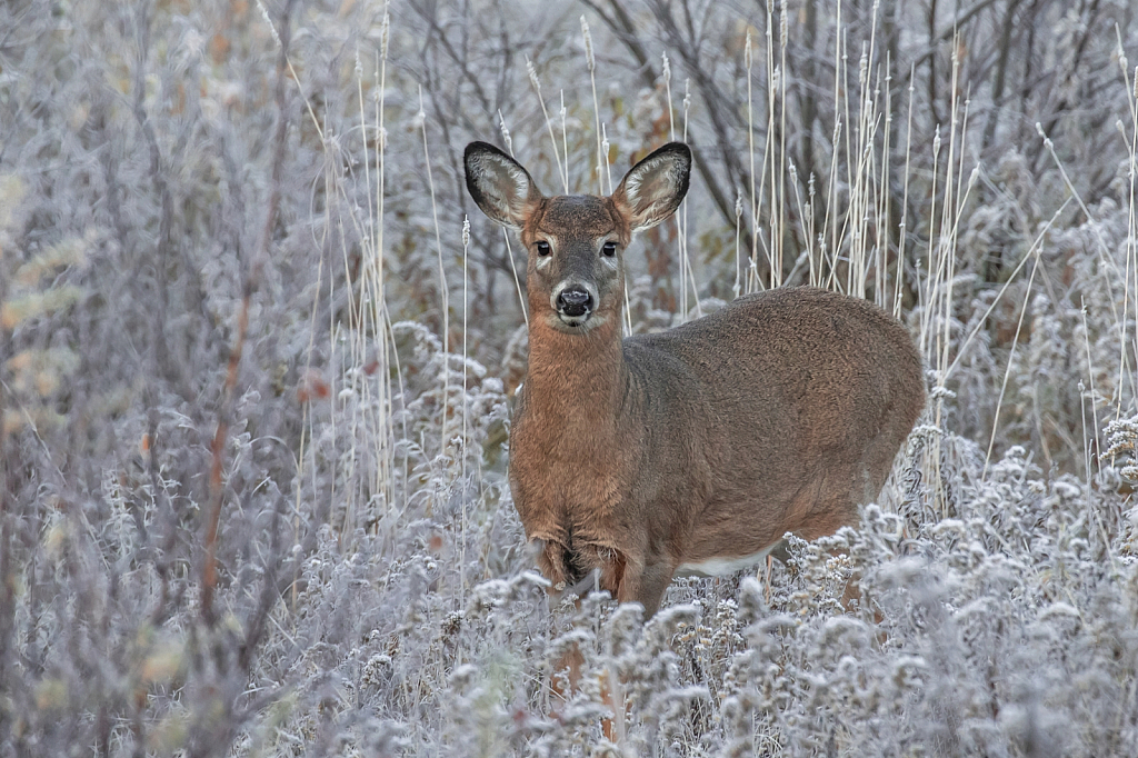 Fawn in the Frost