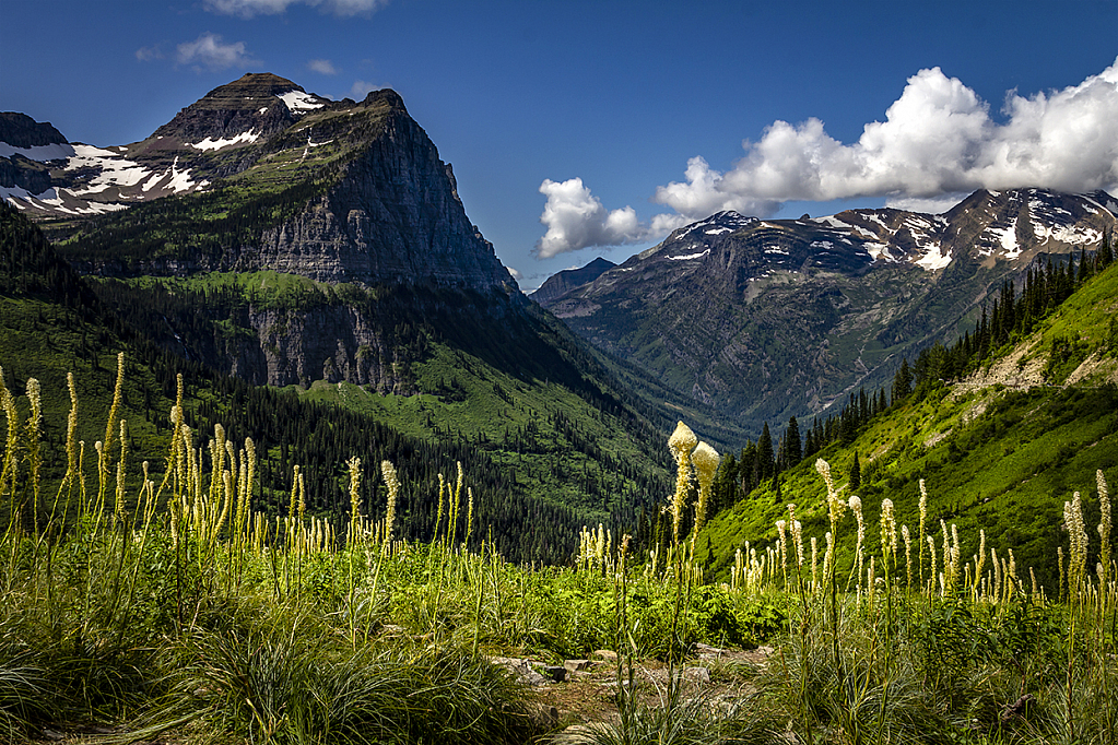 Glacier Beargrass