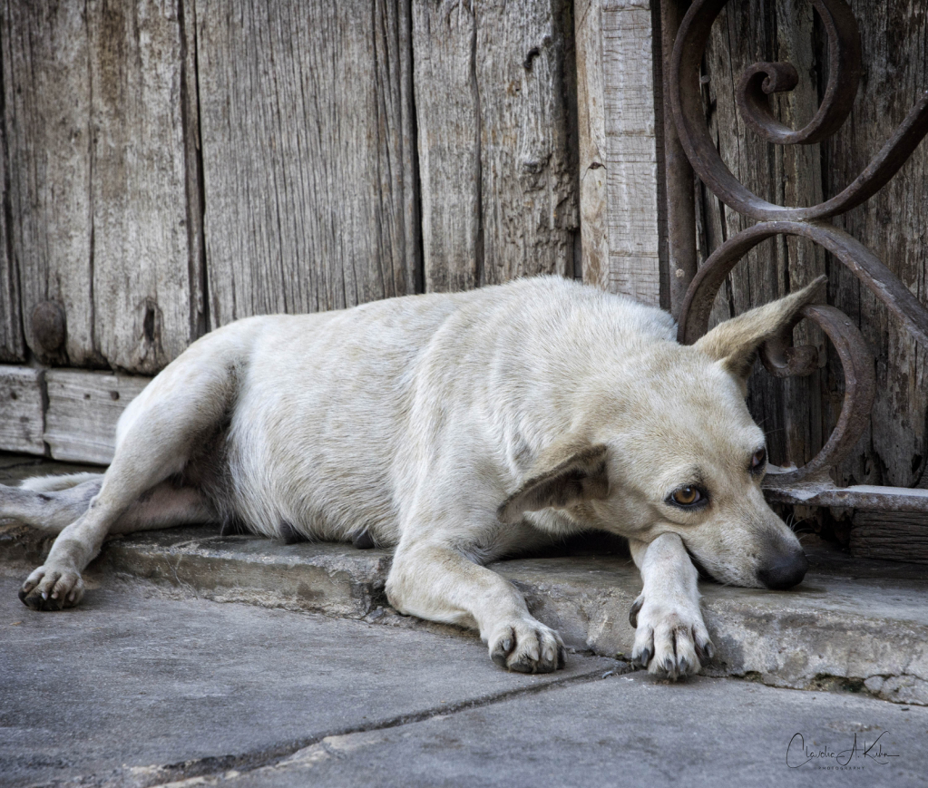 Siesta