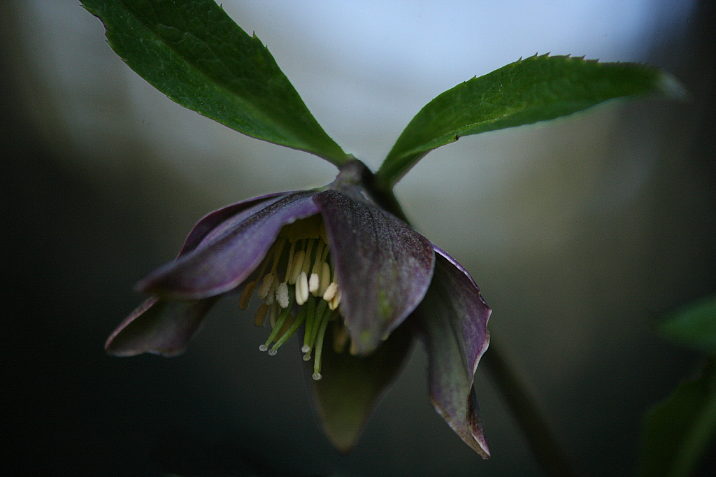 Purple Hellebore close-up