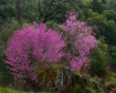 Red Buds