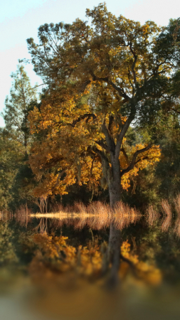 Autumn Oak 