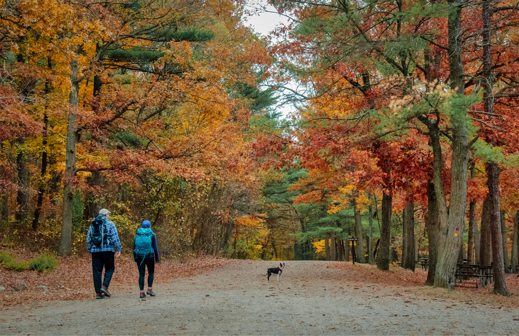 Into the Woods