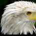 © Edward v. Skinner PhotoID# 15767661: Bald Eagle