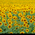 © Edward v. Skinner PhotoID# 15767674: Field of Sunflowers