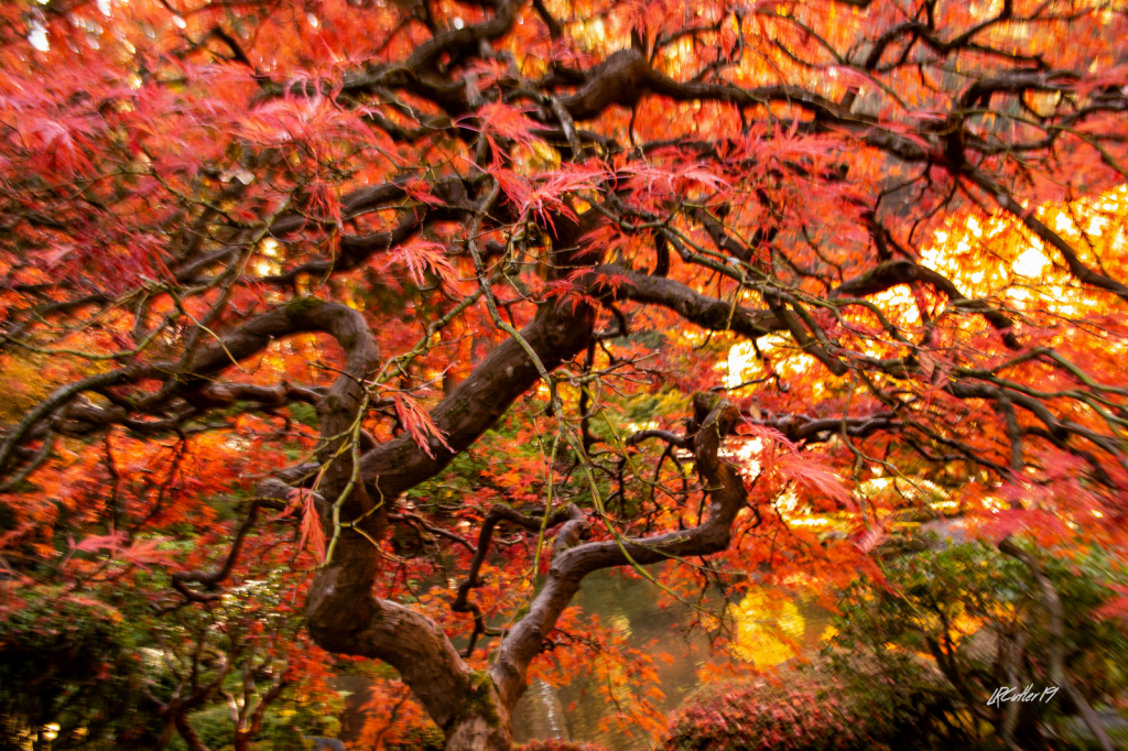 Famous Japanese Vine Maple Tree